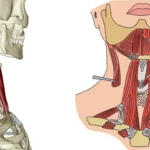 Cơ Platysma ảnh Hưởng đến Hình Dáng Vùng Cổ Như Thế Nào