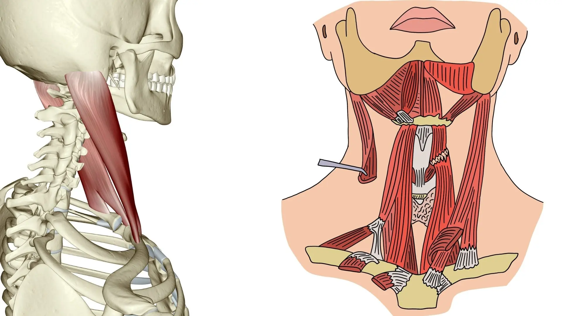 Cơ Platysma ảnh Hưởng đến Hình Dáng Vùng Cổ Như Thế Nào